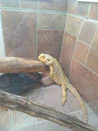 This Is How My Bearded Dragon Sleeps Lol Bearded Dragon Funny Bearded Dragon Care Bearded Dragon