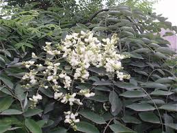 Image result for Styphnolobium