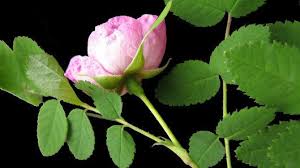 Image result for Rosaceae