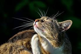 6 Natural Flea Remedies For Cats And Dogs Flea Remedies Natural Flea Remedies Cat Fleas