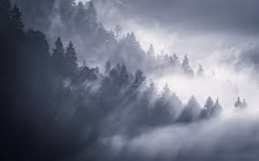 You can also upload and share your favorite 4k aesthetic desktop wallpapers. 1000 Best Trees Mac Wallpapers Free Hd Download Allmacwallpaper
