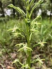Image result for Habenaria silvatica
