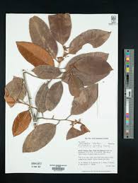 Image result for Chrysophyllum welwitschii