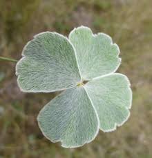 Image result for Ophrestia radicosa