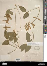 Image result for Calopogonium mucunoides