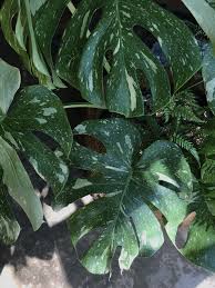 Mostera Thai Constellation Plant Plants Variegated Plants Plant Leaves