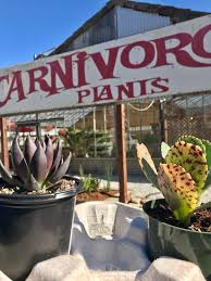 I want to take classes from phil on succulents! Had To Limit Myself Today Got This Echeveria Black Night And Kalanchoe Marmorata Pen Wiper They Are Not Carnivorous But They Look Like They Could Be Halfmoon Bay Ca Highway 92 Succulents