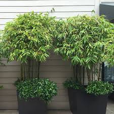Black Bamboo Plants For Sale Black Bamboo Black Bamboo Plant Black Bamboo Bamboo In Pots
