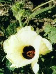 Image result for Hibiscus diversifolius