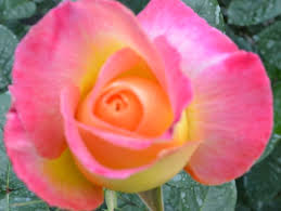 Per la bellezza dei fiori e per il profumo molto simile alle rose. Rose Moderne Bicolori Screziate E Particolari Glorio Rose