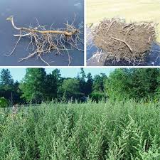 Check spelling or type a new query. Photographs Clockwise From Left To Right Of Mugwort Artemisia Download Scientific Diagram