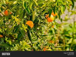 Maybe you would like to learn more about one of these? Mandarin Tree Fruit Image Photo Free Trial Bigstock