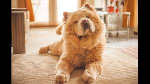 Chow Chow Cin Aslani Oyun Zamani 70 Youtube