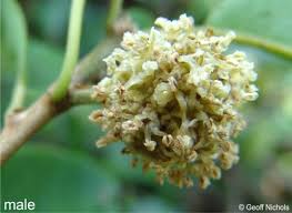 Image result for Maclura africana