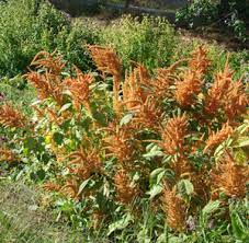 Amaranth Orange Amaranthus Hypochondriacus Seeds Organic Strictly Medicinal Seeds