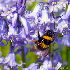 Maybe you would like to learn more about one of these? 50 Flowers And Trees To Grow In A Bee Friendly Garden Lovely Greens