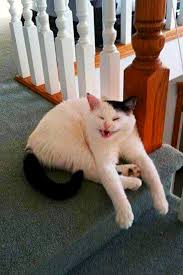 Komik Kedi 2020 Hayvanlar Komik Kediler Kedi