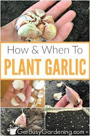 When How To Plant Garlic In Your Garden Planting Garlic Growing Garlic When To Plant Garlic
