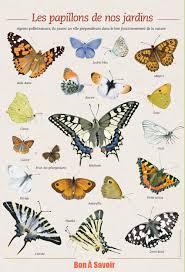 Les Papillons De Nos Jardins Butterfly Illustration Garden Illustration Butterfly Art