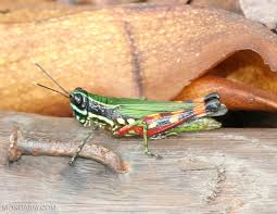 The first picture shows a maturing specimen, still with black legs. Green Grasshopper With Yellow And Black Bands And Red Yellow Orange And Black Striped Legs