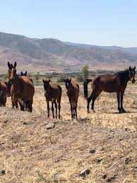Nevada Authorities Urge Caution Near Virginia Range Feral Horses Krnv