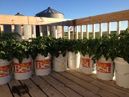 We did not find results for: All About Potatoes Lesson Plan Alaska Master Gardener Blog
