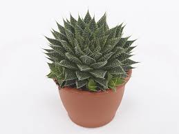 Image result for Alafia zambesiaca