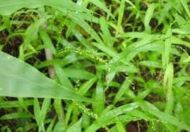 Bunga rumput grinting / rumput grinting latarbelakang rumput grinting ( cynodondactylon ) adalah jenis rumput yang memiliki kemampuan agak berlebihan. 2