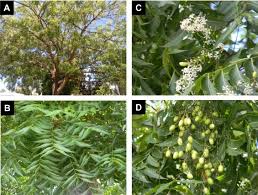 Image result for Meliaceae