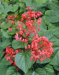 Image result for Clerodendrum