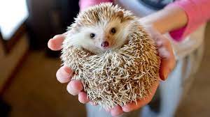 African hedgehogs do well in large cages with exercise wheels provided. Salmonella Outbreak In Several States Linked To Pet Hedgehogs Abc News