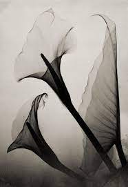 Calla Lily X Ray By Thomas W Louyle 1930 Xray Art Calla Lily Art Photography