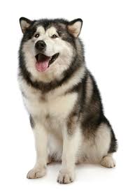 Find alaskan malamute in canada | visit kijiji classifieds to buy, sell, or trade almost anything! 7 Things To Know Before Getting An Alaskan Malamute Animalso