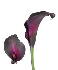 Night Life Black Calla Lily Shop Now At Calcallas Com Black Calla Lily Calla Lily Bulbs Calla Lily Colors
