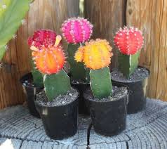 Moon cactus cacti grafted cactus cacti. 47 Moon Cactus Ideas In 2021 Cactus Cactus Plants Cactus Care