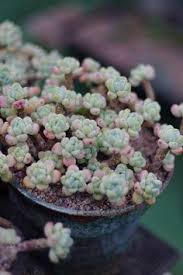 Haz tus compras en línea en walmart méxico a un súper precio y recibe tus productos y súper a domicilio. 11 Ideas De Crassula Cactus Y Suculentas Suculentas Jardin Suculentas