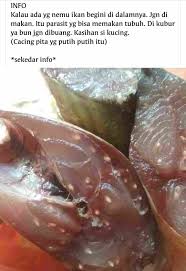 Maybe you would like to learn more about one of these? Fakta Atau Hoax Bintik Putih Pada Daging Ikan Adalah Parasit Berbahaya