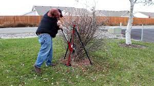 Most of us can't claim to own a stump remover, as it's not exactly a common power tool in the average homeowner's arsenal. How To Remove Shrubs The Easy Way Youtube