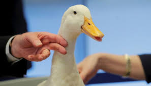 However, what makes aflac life insurance worth it is how flexible it is. 20 Things You Didn T Know About Aflac