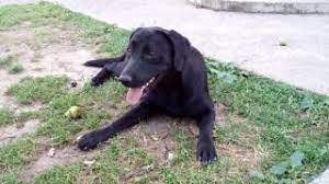 How do i stop my 2 year old labrador retriever from jumping on anyone who comes to my home? Young Female Black Labrador Kiki Youtube