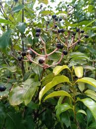 Image result for Chassalia umbraticola