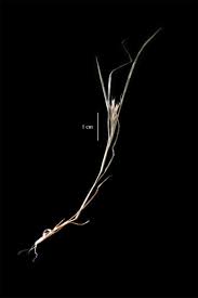 Image result for Trichoneura