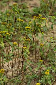 Image result for Flaveria trinervia