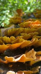 Image result for Thonningia sanguinea