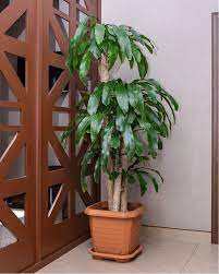 Repotting a money tree bonsai. How To Grow And Care For Money Tree Bonsai Pachira Aquatica Florgeous