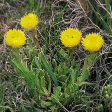 Image result for Helichrysum aureum
