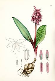 Image result for Ledebouria Unidentified sp. no4.