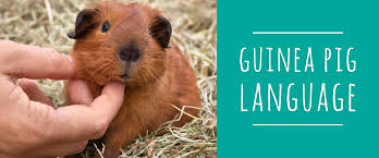 For example, if your child likes the name pua from the movie moana now, will they still like it 8 years from now? Guinea Pig Communication What S Your Cavy Saying Small Pet Select