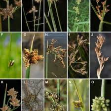 Image result for Bulbostylis scabricaulis