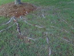 Mark the area you'll cut, and dig a hole all the way around the root until it is completely exposed. Legally Getting Rid Of Your Neighbor S Offending Tree Roots Peter Wittlin